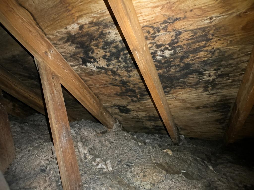 Vermiculite & moisissures